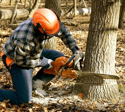 Tree Removal in Macomb, OK